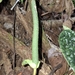 Anthurium luxurians Croat & R.N.Cirino 3