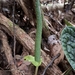 Anthurium luxurians Croat & R.N.Cirino 4