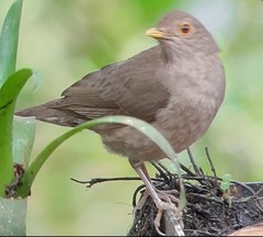 Turdus maculirostris