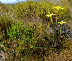Moraea elsiae