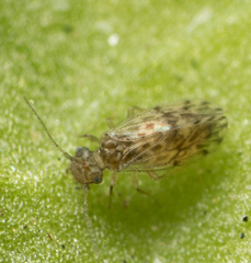 Ectopsocus strauchi