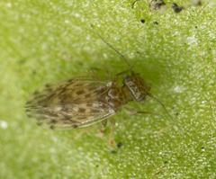 Ectopsocus strauchi