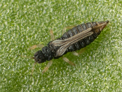 Heliothrips haemorrhoidalis