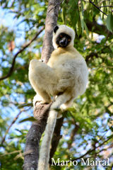 Propithecus deckenii