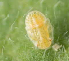 Bactericera cockerelli