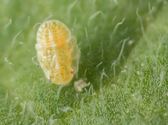 Bactericera cockerelli