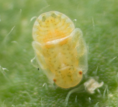 Bactericera cockerelli