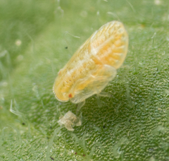 Bactericera cockerelli