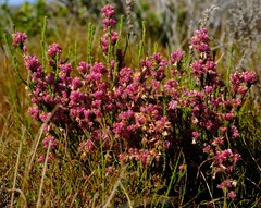 Erica gnaphaloides