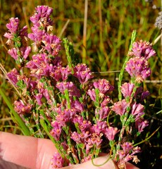 Erica gnaphaloides