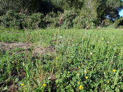 Poa bulbosa vivipara