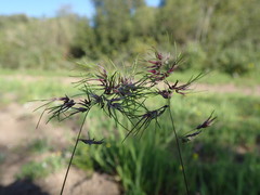 Poa bulbosa vivipara