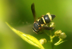 Euodynerus castigatus