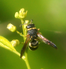 Euodynerus castigatus
