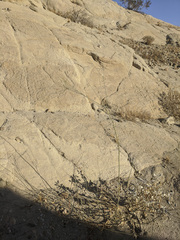 Hoffmannseggia microphylla