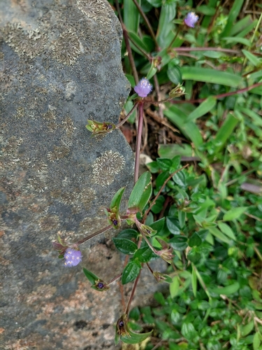 Cyanotis arachnoidea, photograph 4