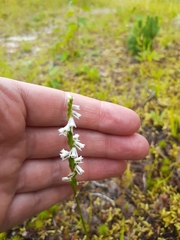 Spiranthes lacera lacera