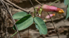 Dolichandra cynanchoides