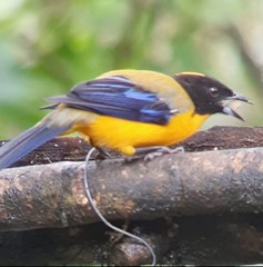 Anisognathus notabilis