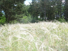 Stipa borysthenica