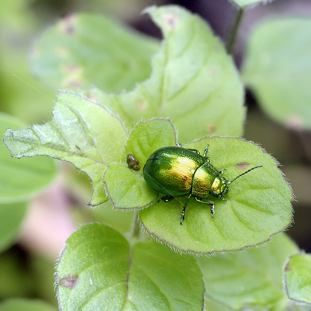 Mint Leaf beetle