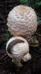 Rhacodium