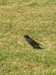 Sturnus vulgaris