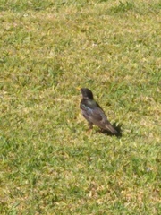 Sturnus vulgaris