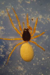 Walckenaeria cuspidata