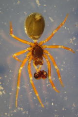 Walckenaeria cuspidata