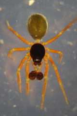 Walckenaeria cuspidata