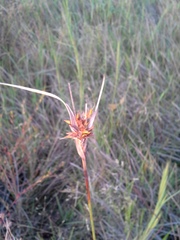 Rhynchospora indianolensis