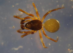 Diplocephalus picinus