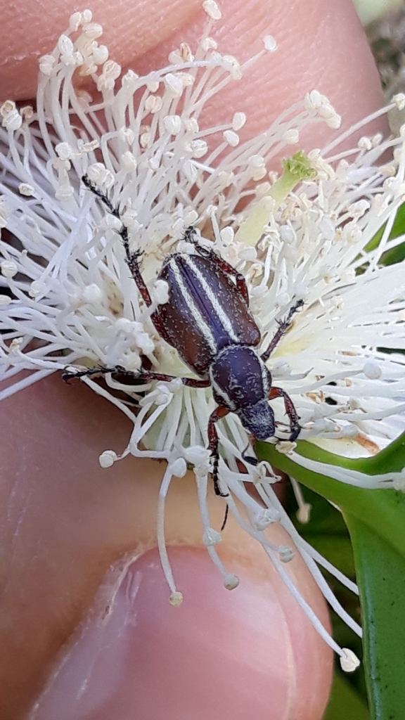 Macrodactylus suturalis