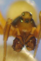 Diplocephalus picinus