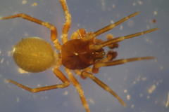 Monocephalus fuscipes