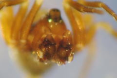 Monocephalus fuscipes