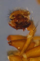 Centromerus sylvaticus