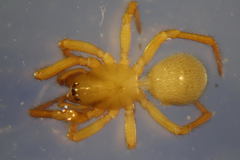 Robertus lividus