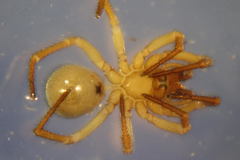 Robertus lividus