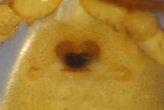 Robertus lividus