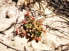 Psammotropha