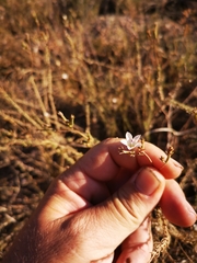 Prismatocarpus brevilobus