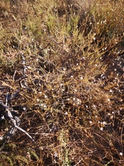 Prismatocarpus brevilobus