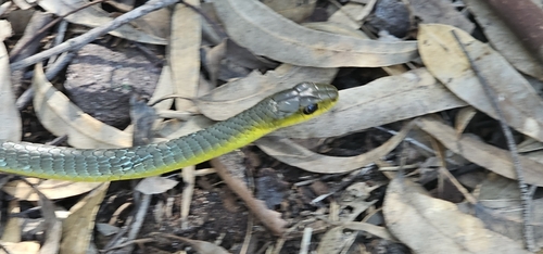Common Tree Snake sighting