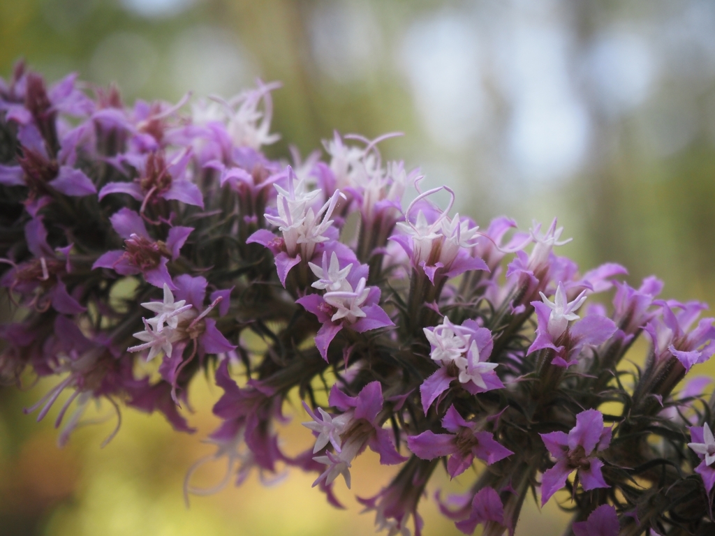 pink-scale blazing star