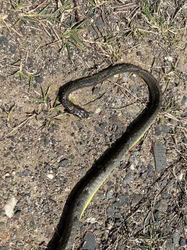Common Tree Snake sighting