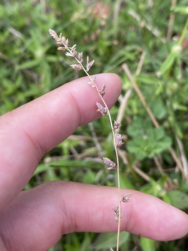 Eragrostis elongata observed 2025-09-18