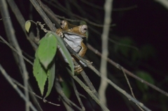 Polypedates otilophus