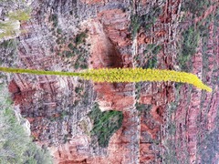 Agave utahensis kaibabensis